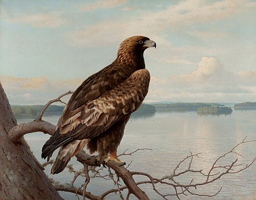 Golden Eagle by a Lake, 1897, Ferdinand von Wright