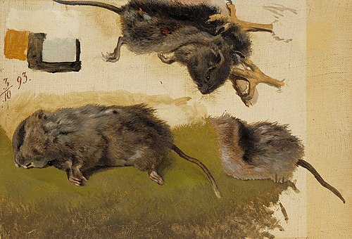 Rodents, 1893, Ferdinand von Wright