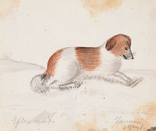 Dog, 1831, Ferdinand von Wright