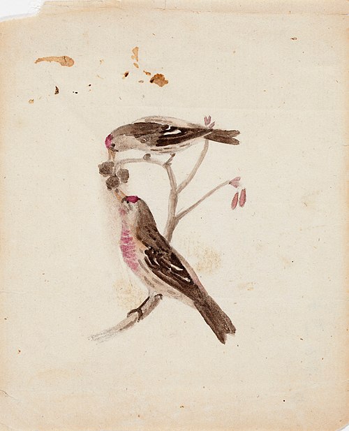 Two Redpolls, 1830, Ferdinand von Wright