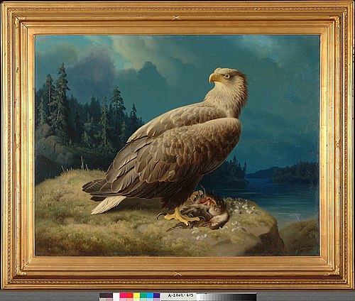 Old White-Tailed Sea Eagle, 1871, Ferdinand von Wright