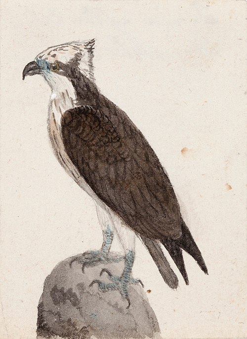 Osprey, 1831, Ferdinand von Wright