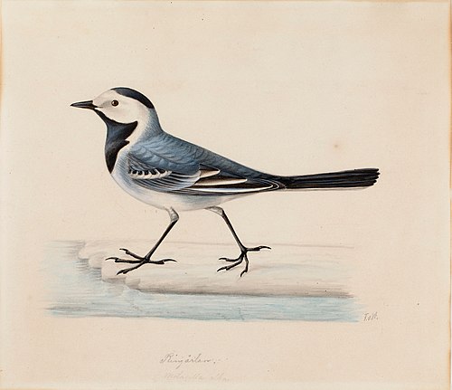 White Wagtail, , Ferdinand von Wright