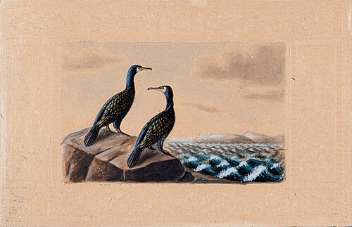 Two Great Cormorants, , Ferdinand von Wright