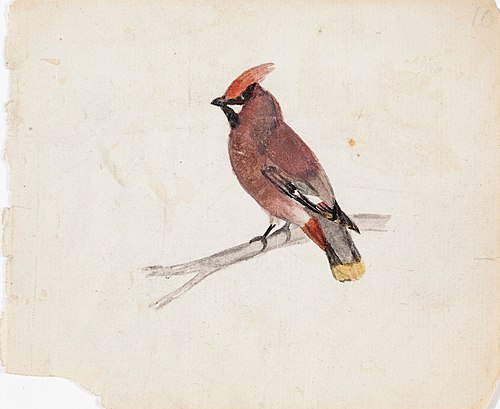 Bohemian Waxwing, 1830, Ferdinand von Wright