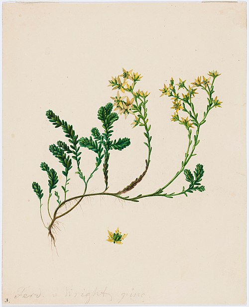 Sedum-växt, , Ferdinand von Wright