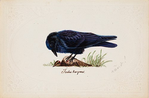 Tame Raven "Judas", 1834, Ferdinand von Wright