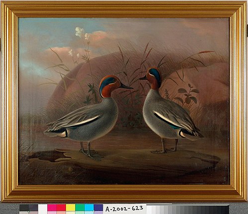 Two Male Teals by the Water, 1849, Ferdinand von Wright