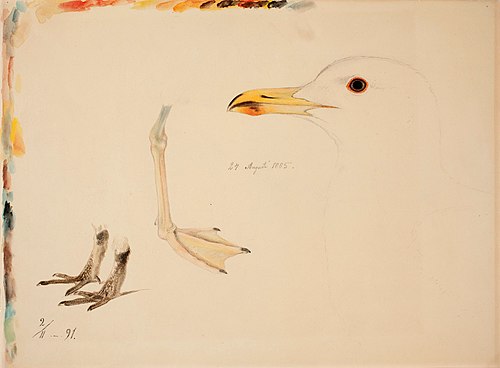 Three Bird Legs and Common Gull, , Ferdinand von Wright