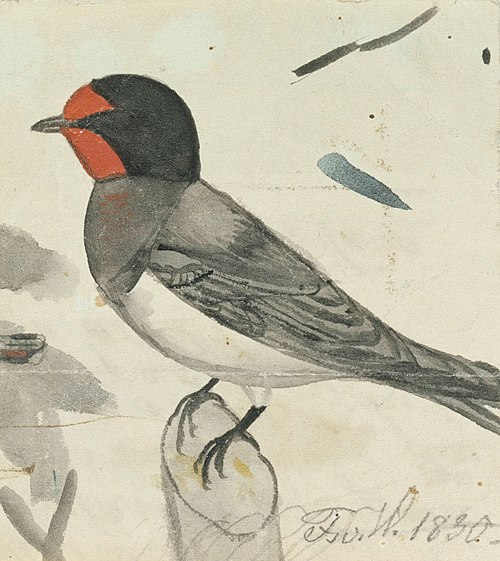 Barn Swallow, 1830, Ferdinand von Wright