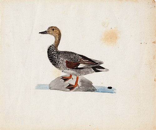 Gadwall, , Ferdinand von Wright