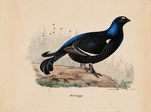 Black Grouse, 1834, Ferdinand von Wright