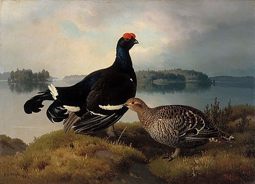 Black Grouse, Cock and Hen, 1883, Ferdinand von Wright