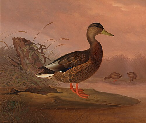 Heinäsorsa, 1848, Ferdinand von Wright