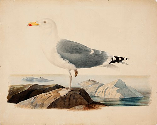 European Herring Gull, 1839, Ferdinand von Wright