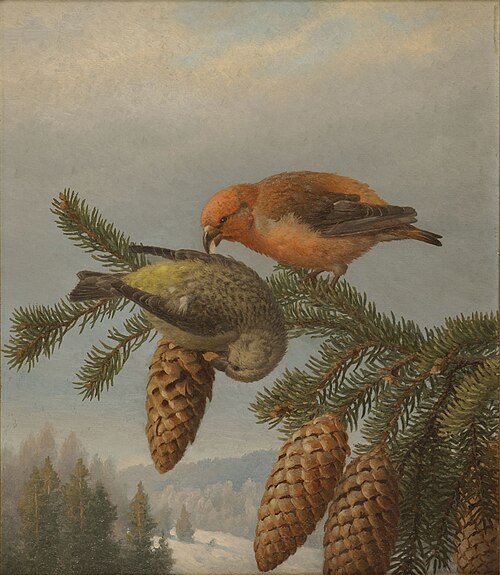 Crossbills, 1888, Ferdinand von Wright
