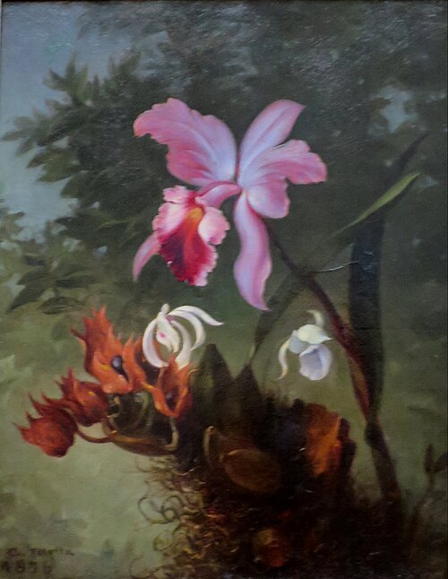 Orchids, 1876, Agostinho José da Mota