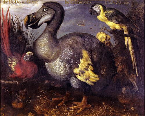 Le Dodo, 1626, Roelant Savery