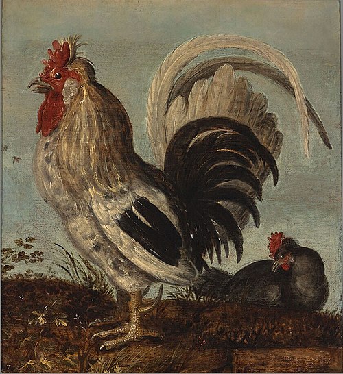 A Young Cock, 1700, Roelant Savery