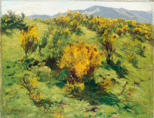 Genêt en fleurs, 1910, Wilhelm Hasemann