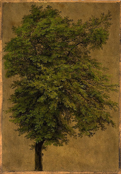 Young Oak Tree, 1828, Carl Blechen