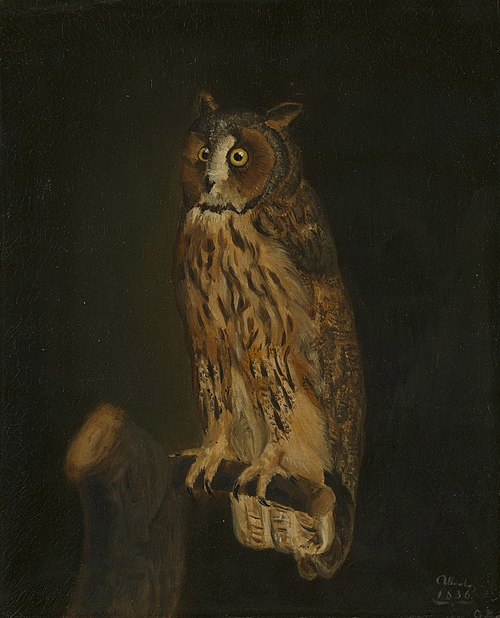 A Long-Eared Owl, 1836, Albert de Saxe-Cobourg-Gotha
