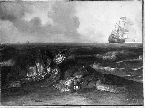 Schildkröten am Meeresufer, 1690, Willem Ormea