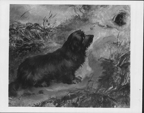 Dandie Dinmont, 1843, Thomas Musgrave Joy