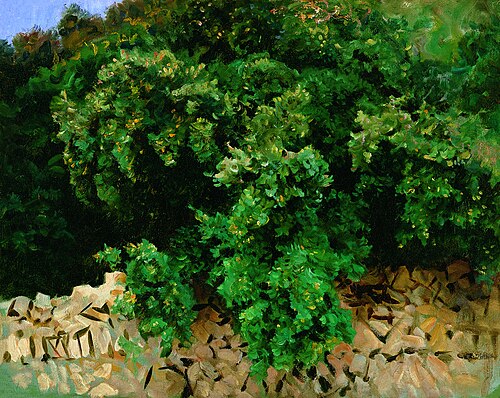 Ilex Wood. Majorca, 1908, John Singer Sargent