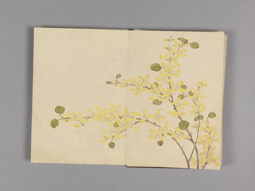 董诰花卉小册, , Dong Gao