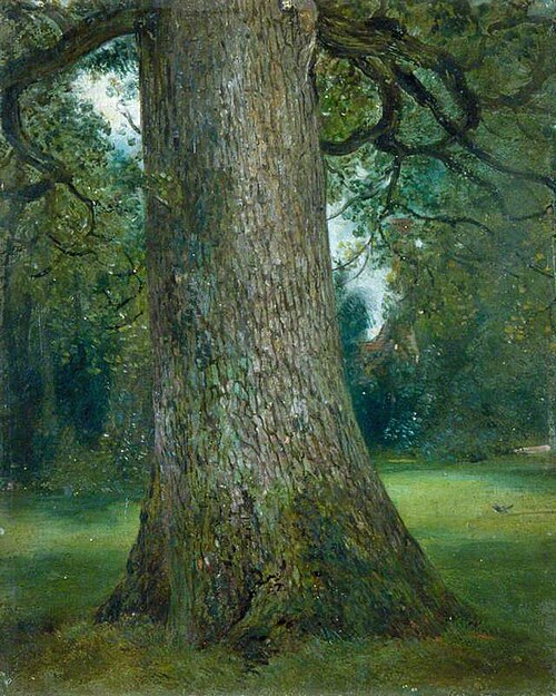 Study of the Trunk of an Elm Tree, 1821, John Constable