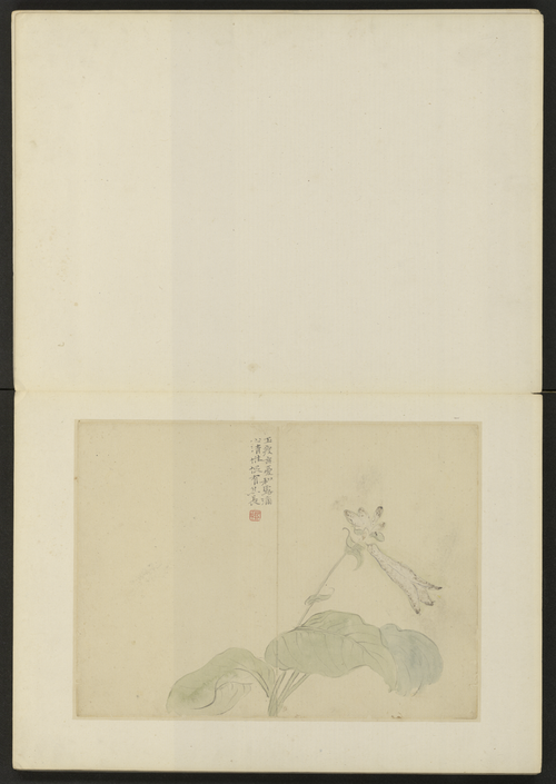 陈撰花卉册, , Chen Zhuan