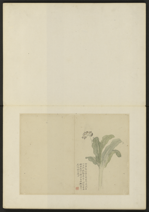 陈撰花卉册, , Chen Zhuan
