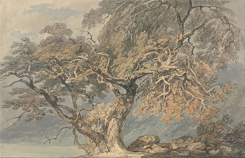 A Great Tree, 1796, J. M. W. Turner