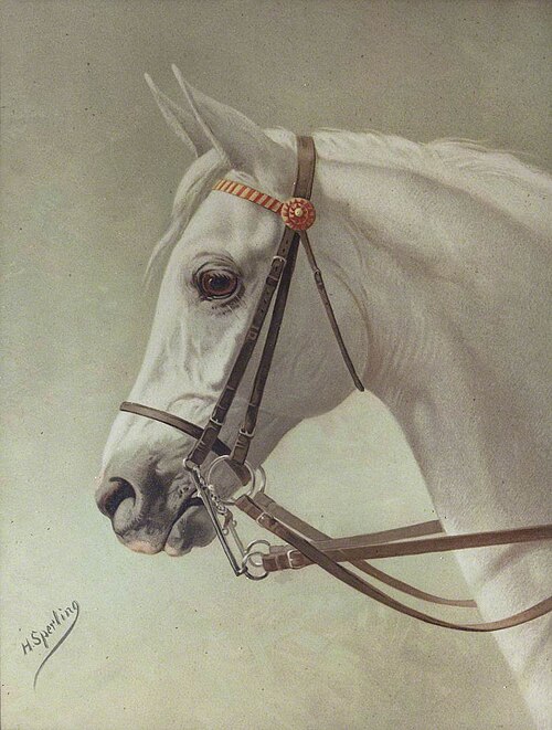 Tête d'un cheval blanc, 1894, Heinrich Sperling
