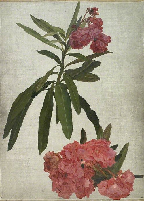 Study of Rhododendron, 1850, Frederic Leighton