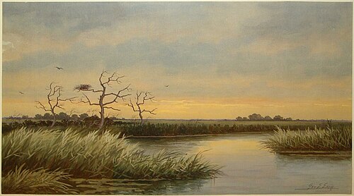 Jersey Marshes, South New Jersey, , George Emerick Essig