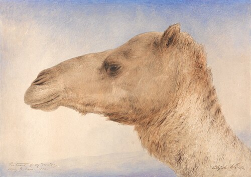 Portrait of the Artist's Dromedary, 1862, Elijah Walton