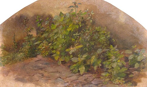 Study of Leaves, , Thomas Stuart Smith