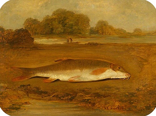 Barbel, , James Inskipp