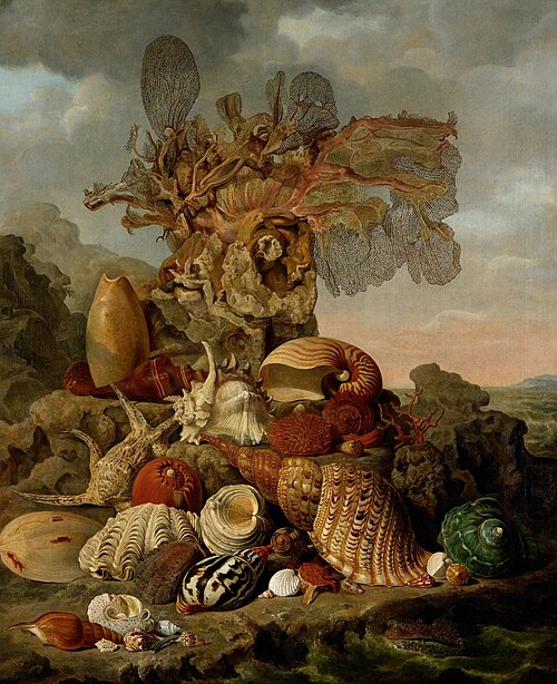 Shells and Marine Plants, 1809, Henricus Franciscus Wiertz