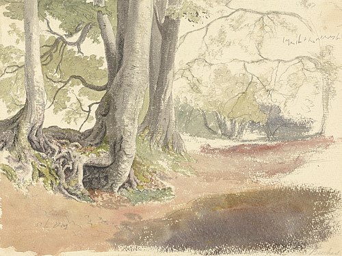 Beech Trees, , Robert Hills