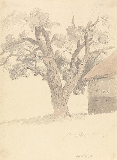 Walnut Tree, 1826, Robert Hills