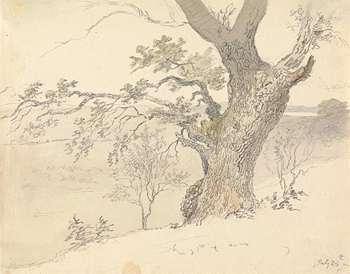 An Oak in Englefield Park, , Robert Hills