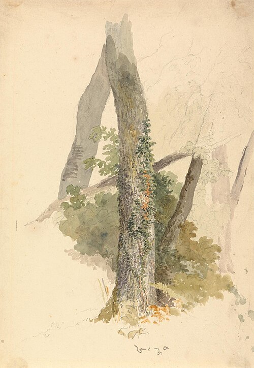 Tree Study with Ivy Clinging to Stump, 1826, Robert Hills