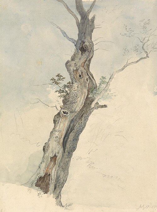 Tree Study, 1802, Robert Hills