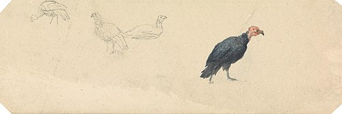 Studies of a Turkey, , Robert Hills