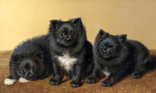 A trio of Pomeranians, 1918, Horatio Henry Couldery