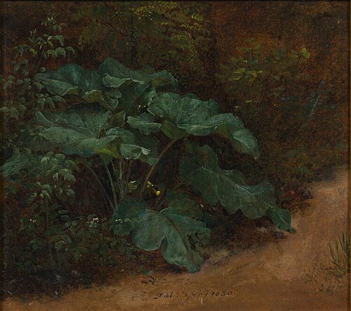 Plantain. Study, 1830, Johan Christian Dahl