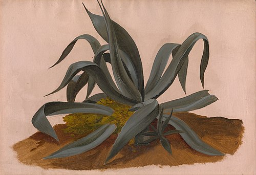 Study of an Agave, 1820, Johan Christian Dahl